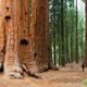 Image for article titled This Nonprofit Is Quietly Cloning the World's Largest (and Oldest) Trees